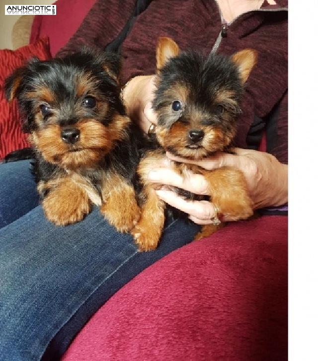 Cachorros Yorkshire  Para Adopci&oacute;n