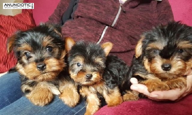 Cachorros Yorkshire  Para Adopci&oacute;n