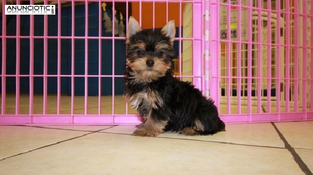 Taza de t&eacute; yorkie cachorros en busca de nuevos hogares