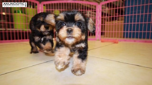 Taza de t&eacute; yorkie cachorros en busca de nuevos hogares