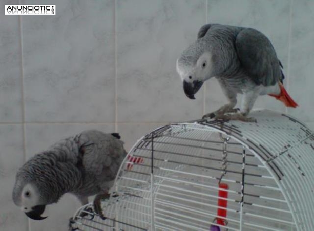 Dos excelente y hermoso loros Yaco para la adopci&oacute;n
