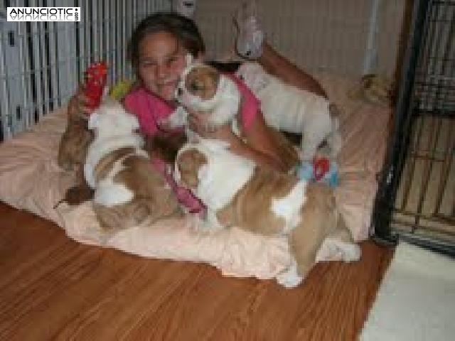 Bulldog Ingl&eacute;s cachorros en adopci&oacute;n
