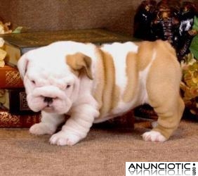 Cachorros Bulldog ingles Para Adopcion