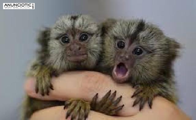 Bebé monos tití para adopción. 