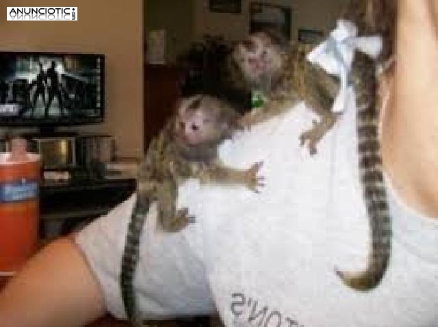 Beb&eacute; monos tit&iacute; para adopci&oacute;n. 