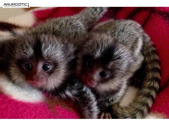 Beb&eacute; monos tit&iacute; para adopci&oacute;n. 