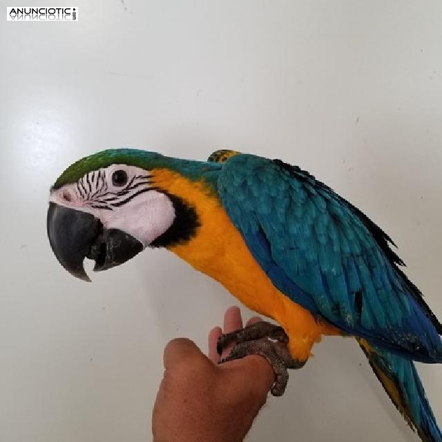 Guacamayo azul y oro para adopci&oacute;n.