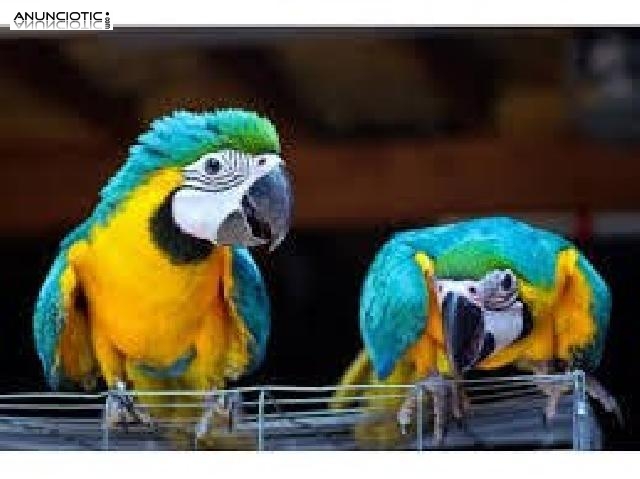 Guacamayo azul y oro para adopci&oacute;n.