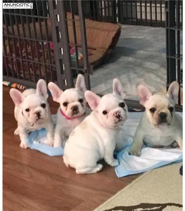 Regalo Cachorros Bulldog Franc&eacute;s Para Su Adopcion