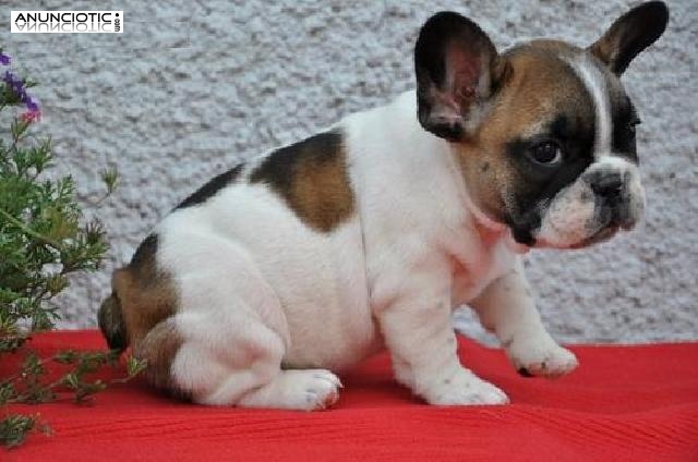 Bulldog franc&eacute;s macho y hembra cachorros