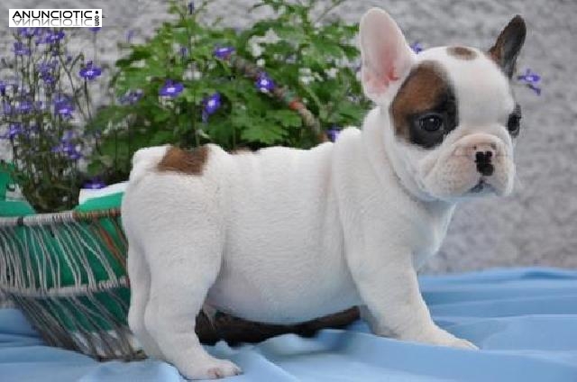 Bulldog franc&eacute;s macho y hembra cachorros
