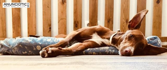 Lino busca familia - Adopci&oacute;n