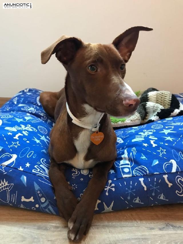 Lino busca familia - Adopci&oacute;n