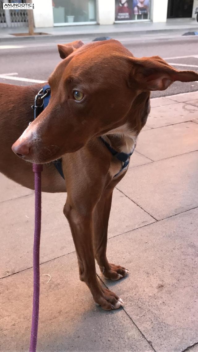 Lino busca familia - Adopci&oacute;n