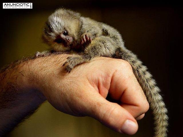 Beb&eacute; monos tit&iacute; para su adopci&oacute;n