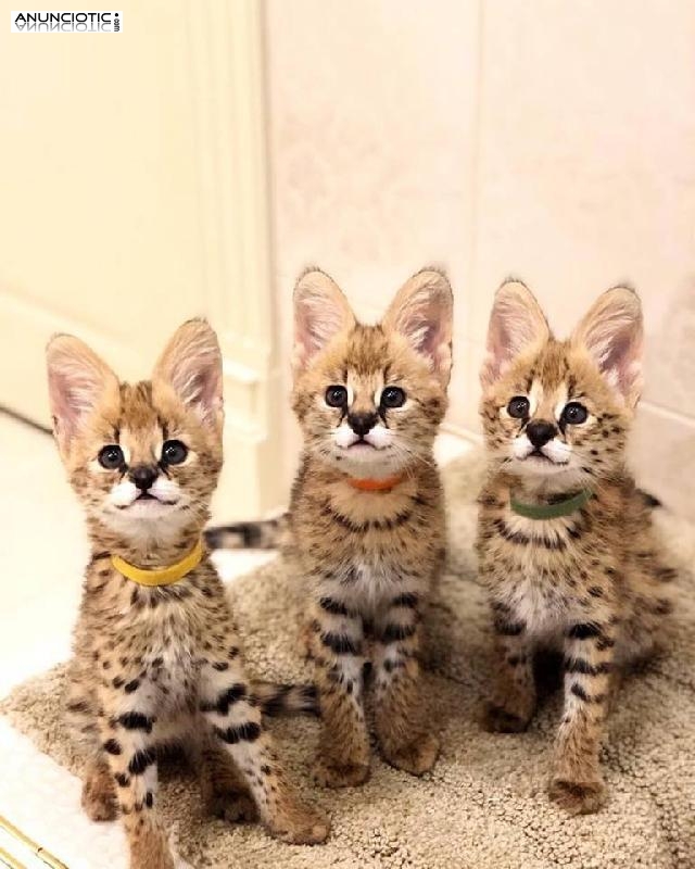 F1 Savannah gatitos para su adopci&oacute;n. 