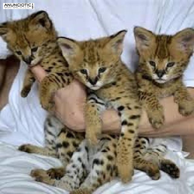 F1 Savannah gatitos para su adopci&oacute;n. 