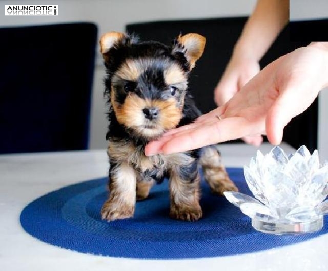 REGALO CACHORROS YORKIESHIRE EN ADOPCION
