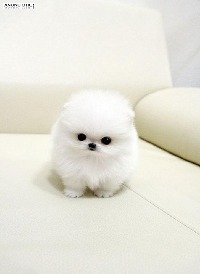 12 semanas de edad taza de t&eacute; Pomerania