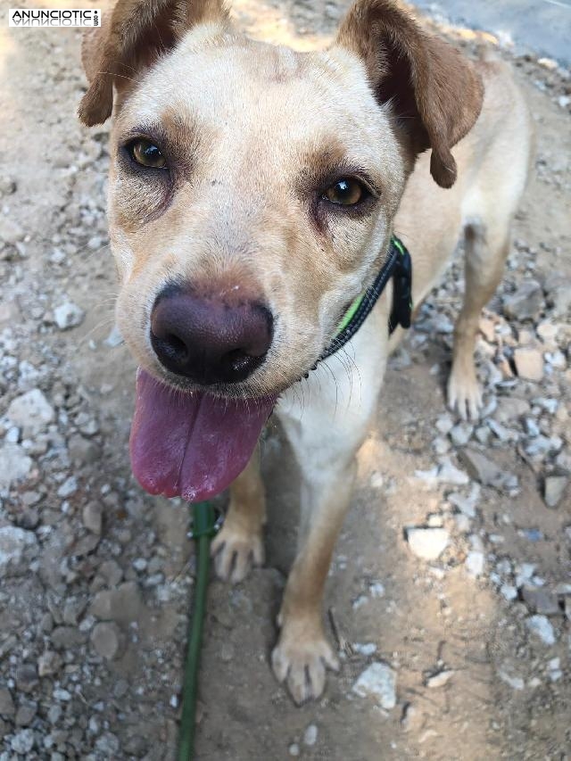 Adopci&oacute;n de Mora