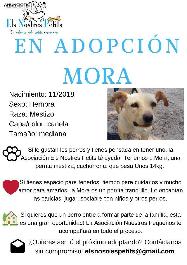 Adopci&oacute;n de Mora