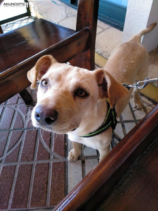 Adopci&oacute;n de Mora