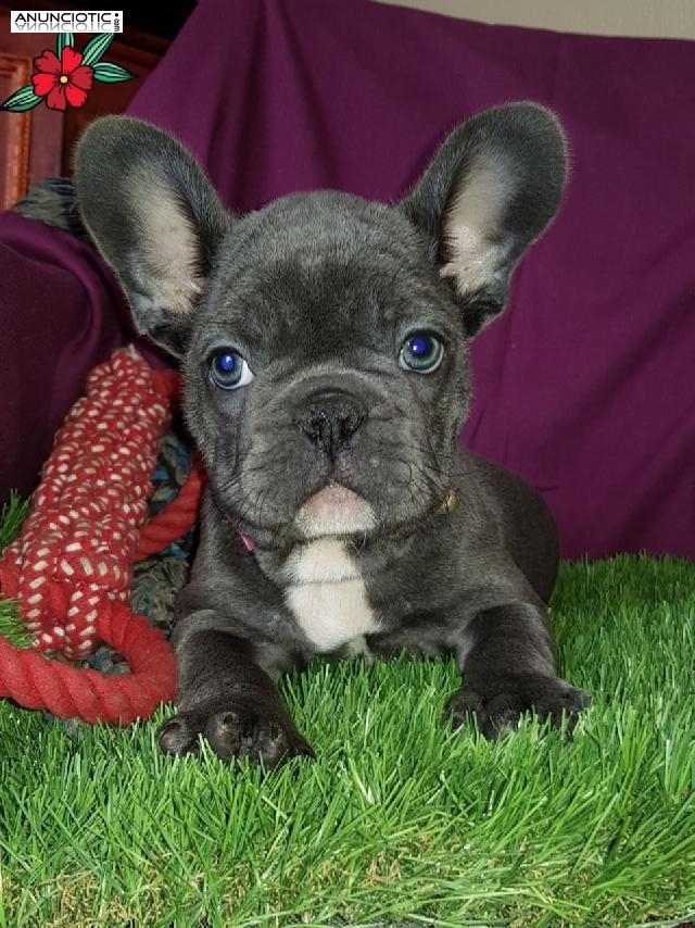 Kc Reg Hermosos Beb&eacute;s Bulldog Franc&eacute;s