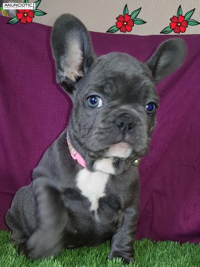 Kc Reg Hermosos Beb&eacute;s Bulldog Franc&eacute;s