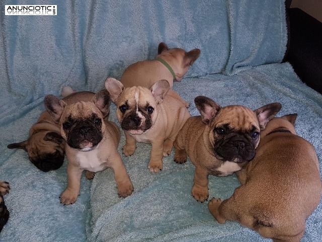 Regalo precioso y encantador cachorro de bulldog franc&eacute;s