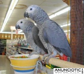 Subvenci&oacute;n loro acopl&oacute; gris de Gab&oacute;n