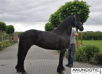 Caballo fris&oacute;n para el regalo