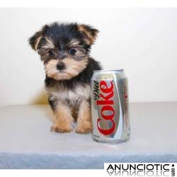 Tu yorkshire , aprov&eacute;chate ahora