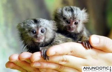 Monos tit&iacute; beb&eacute; para su aprobaci&oacute;n