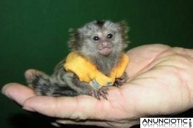 Monos tit&iacute; beb&eacute; para su aprobaci&oacute;n