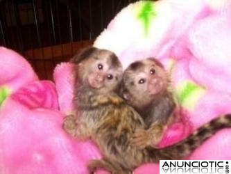 Monos tit&iacute; beb&eacute; para su aprobaci&oacute;n