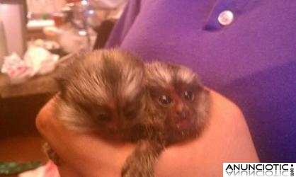 Monos tit&iacute; beb&eacute; para su aprobaci&oacute;n