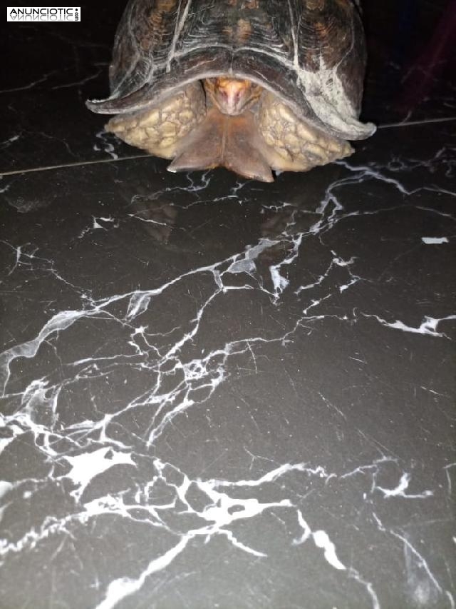 tortuga bisagra para adopci&oacute;n