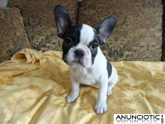 Regalamos cachorros de Bulldog Franc&eacute;s