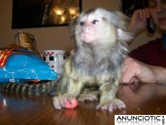 monos tit&iacute; beb&eacute; disponibles para la venta.