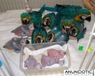 Gris africano / guacamayo / cacat&uacute;a y huevos de loros disponibles