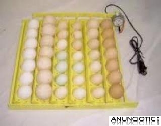 Gris africano / guacamayo / cacatúa y huevos de loros disponibles