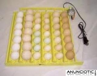 Gris africano / guacamayo / cacat&uacute;a y huevos de loros disponibles
