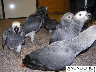 Gris africano / guacamayo / cacat&uacute;a y huevos de loros disponibles