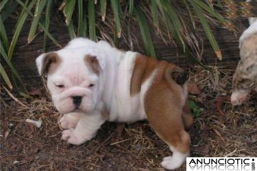 Bulldog Ingl&eacute;s cachorros machos y hembra