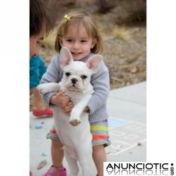 cachorros de bulldog franc&eacute;s  en Regalo