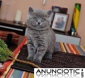 gatitos brit&aacute;nicos de pelo corto para una nueva casa.