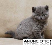 gatitos brit&aacute;nicos de pelo corto para una nueva casa.