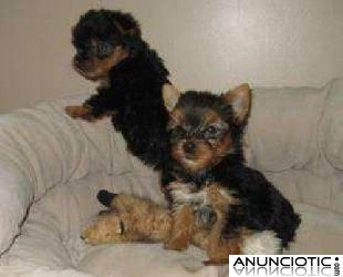 AKC Registro Yorkshire Terrier cachorros en adopci&oacute;n.