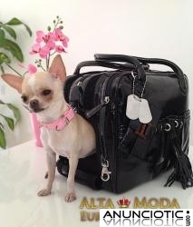 Viajar con Perros de Raza Peque&Atilde;&plusmn;a