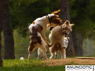 Unikorns-p&aacute;gina web de animales y mascotas